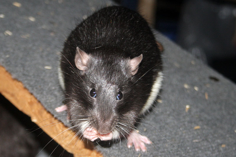 Bild von Geronimo