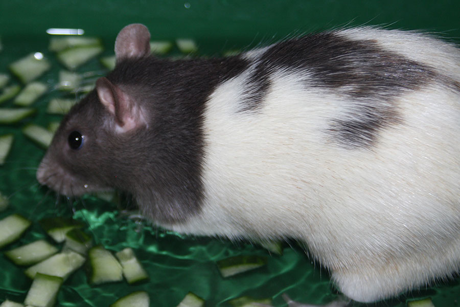 Bild von Lotti