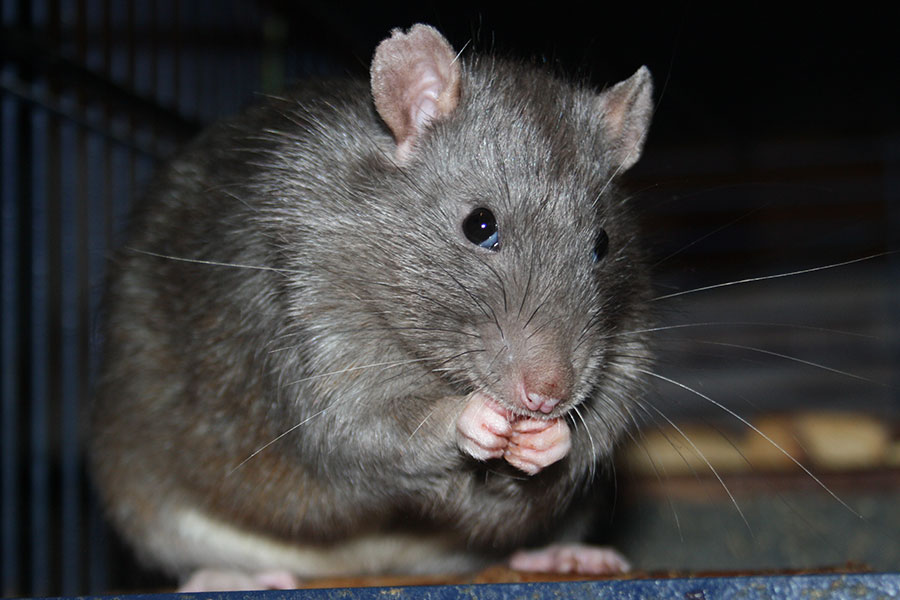 Bild von Stuart