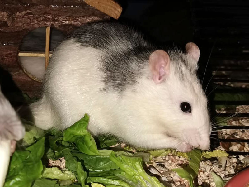 Bild von Loki