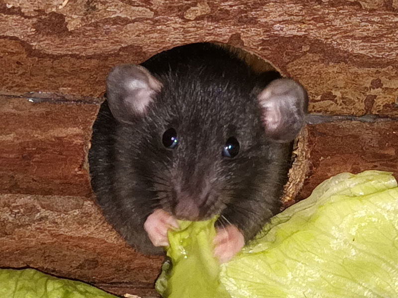 Bild von Mia