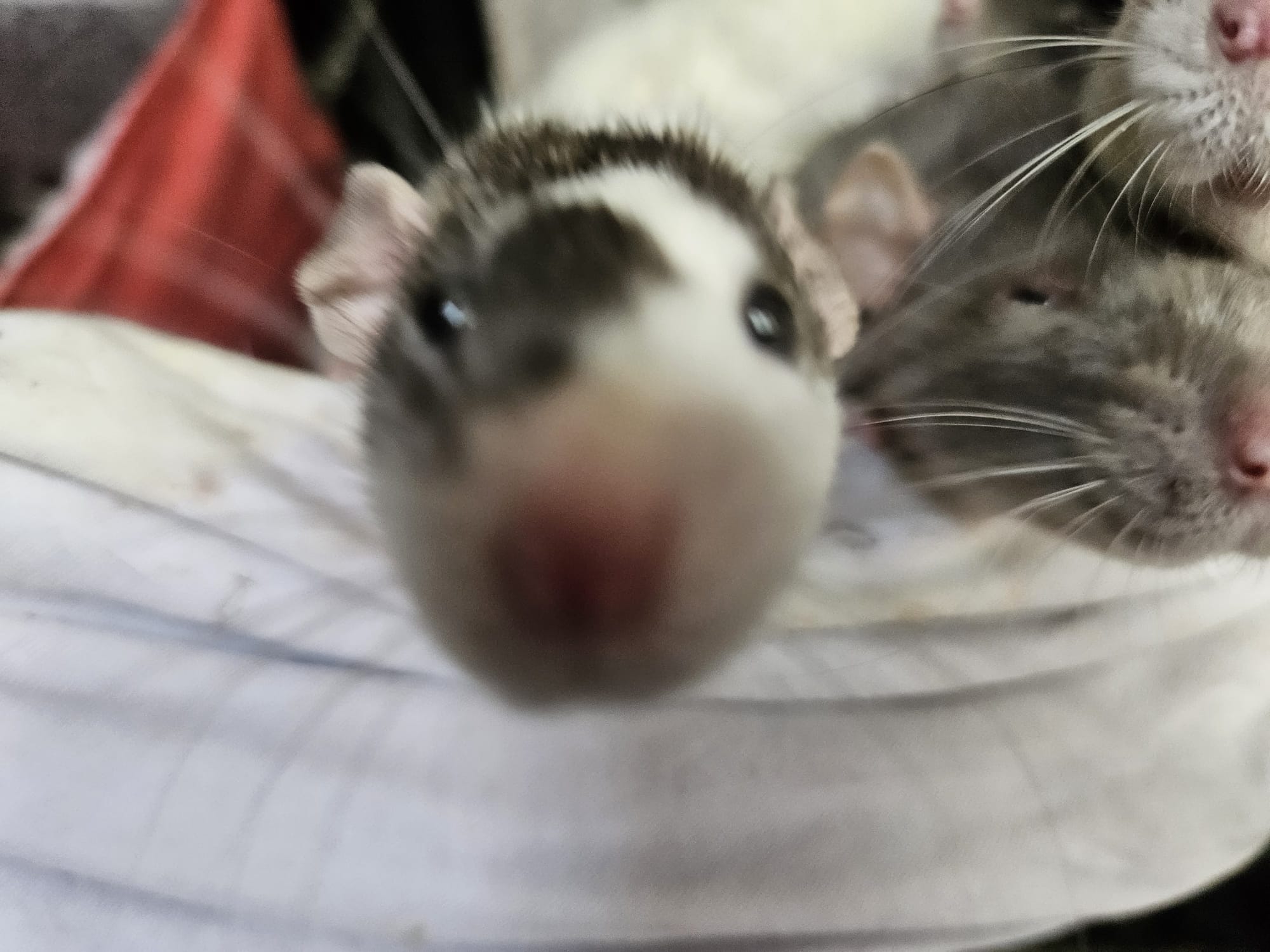 Ratte hält Nase direkt in die Kamera