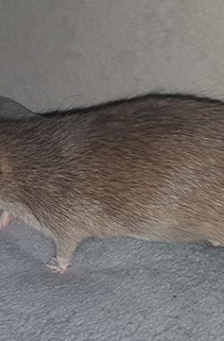 Hanni