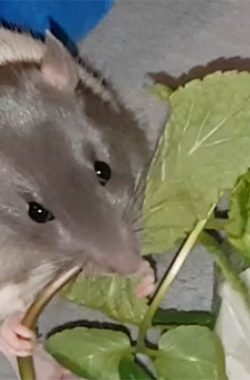 Lotti