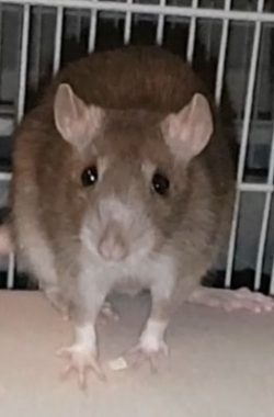 Nanni