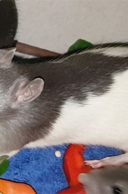 Pünktchen