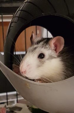 Rico